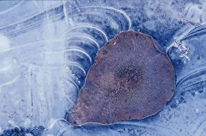 Frozen Cottonwood Leaf In Pond Ice Portage Valley Ak Frozen Cottonwood Leaf In Pond Ice Portage Valley Ak