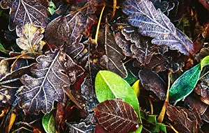 Frozen Oak Leaves, Glenveagh National Park, County Donegal, Ireland Frozen Oak Leaves, Glenveagh National Park, County Donegal, Ireland