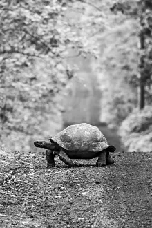 Galapagos giant tortoise (Chelonoidis niger) crossing a dirt road in the forest; Galapagos Islands, Ecuador Galapagos giant tortoise (Chelonoidis niger) crossing a dirt road in the forest; Galapagos Islands, Ecuador