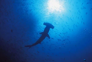 Images Dated 7th November 2003: Galapagos Islands, Darwin Islands, Silhouette Of Scalloped Hammerhead With School Of Fish