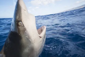 Galapagos Shark (Carcharhinus Galapagensis) Can Reach Twelve Feet In Length And Is Listed As Potentially Dangerous Galapagos Shark (Carcharhinus Galapagensis) Can Reach Twelve Feet In Length And Is Listed As Potentially Dangerous