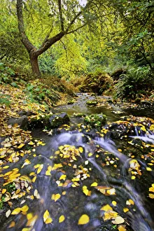 Gentle stream in Crystal Springs Rhododendron Garden in autumn, Portland, Oregon, USA Gentle stream in Crystal Springs Rhododendron Garden in autumn, Portland, Oregon, USA