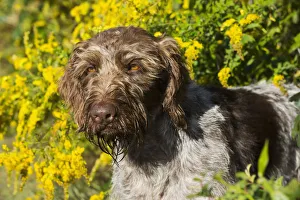 German Wirehaired Pointer In Autumn; Hanover, Connecticut, United States Of America German Wirehaired Pointer In Autumn; Hanover, Connecticut, United States Of America