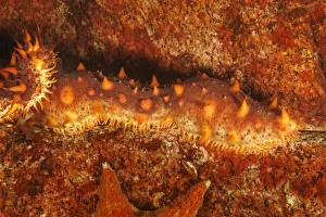 The Giant sea cucumber (Parastichopus californicus) is found down the west coast from Alaska to Mexico The Giant sea cucumber (Parastichopus californicus) is found down the west coast from Alaska to Mexico