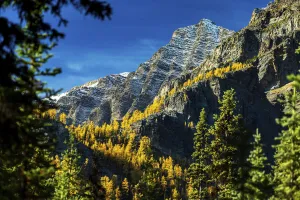 Glowing yellow larch trees in the fall along a mountain cliff framed by evergreen trees Glowing yellow larch trees in the fall along a mountain cliff framed by evergreen trees