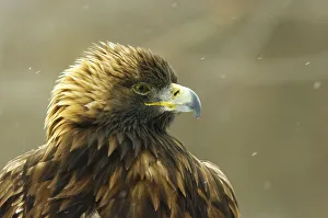 Golden Eagle In Ecomuseum Zoo, Ste-Anne-De-Bellevue, Quebec, Canada Golden Eagle In Ecomuseum Zoo, Ste-Anne-De-Bellevue, Quebec, Canada