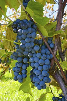 Grapes On A Vine; Sutton Junction, Quebec, Canada Grapes On A Vine; Sutton Junction, Quebec, Canada
