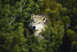 Gray Wolf Face Summer Scenic Tree Branches Portrait Green Gray Wolf Face Summer Scenic Tree Branches Portrait Green