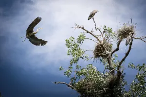 Great Blue Heron flying to nest, Rocky Mountains, Colorado, USA Great Blue Heron flying to nest, Rocky Mountains, Colorado, USA