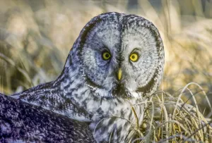 Great gray owl sitting in dry grass, Yellowstone National Park, USA Great gray owl sitting in dry grass, Yellowstone National Park, USA