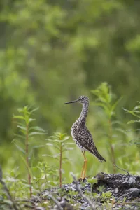 Greater Yellowlegs Standing Alert On Copper River Delta Near Cordova, Southcentral Alaska Greater Yellowlegs Standing Alert On Copper River Delta Near Cordova, Southcentral Alaska