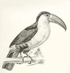 The Green-Billed Toucan Aka Red-Breasted Toucan, Ramphastos Dicolorus. From The National Encyclopaedia, Published C The Green-Billed Toucan Aka Red-Breasted Toucan, Ramphastos Dicolorus. From The National Encyclopaedia, Published C
