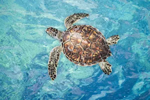 Green sea turtle (Chelonia mydas), an endangered species, on the surface for a breath off West Maui, Hawaii; Maui Green sea turtle (Chelonia mydas), an endangered species, on the surface for a breath off West Maui, Hawaii; Maui
