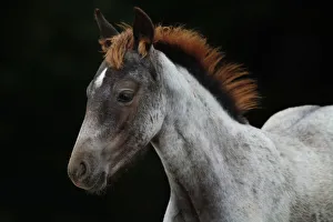Grey foal with a red mane Grey foal with a red mane