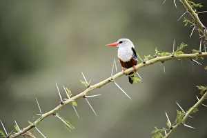 Grey-Headed Kingfisher (Halcyon Leucocephala) Perched On Thorny Acacia Branch, Lake Grey-Headed Kingfisher (Halcyon Leucocephala) Perched On Thorny Acacia Branch, Lake