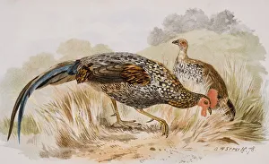 The Grey Jungle Fowl, Or Sonnerats Junglefowl, Gallus Sonnerati The Grey Jungle Fowl, Or Sonnerats Junglefowl, Gallus Sonnerati