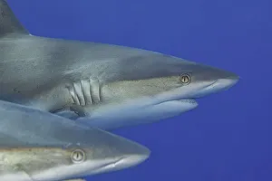 Grey Reef Sharks, Yap, Micronesia Grey Reef Sharks, Yap, Micronesia