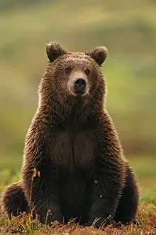 Grizzly Bear Near Hwy Pass Denali Natl Park Interior Ak Summer Portrait Grizzly Bear Near Hwy Pass Denali Natl Park Interior Ak Summer Portrait
