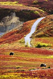 Grizzly Bears And Fall Colours, Denali National Park, Alaska Grizzly Bears And Fall Colours, Denali National Park, Alaska