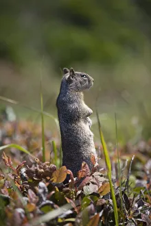 Ground Squirrel Standing In A Field; Otter Rock, Oregon, United States of America Ground Squirrel Standing In A Field; Otter Rock, Oregon, United States of America