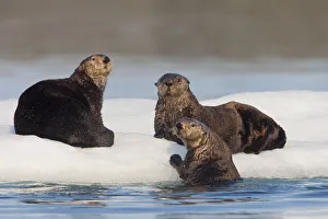 Group Of Sea Otters Hauled Out On Iceberg, Prince William Sound, Alaska, Southcentral Group Of Sea Otters Hauled Out On Iceberg, Prince William Sound, Alaska, Southcentral