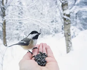 Hand Feeding A Black-Capped Chickadee Sunflower Seeds; Ontario, Canada Hand Feeding A Black-Capped Chickadee Sunflower Seeds; Ontario, Canada