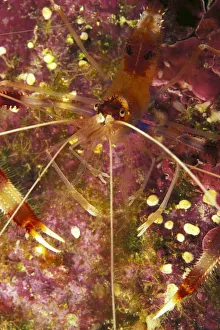 Hawaii, Banded Coral Shrimp (Stenopus Hispidus) Close-Up Magnified View D1811 Hawaii, Banded Coral Shrimp (Stenopus Hispidus) Close-Up Magnified View D1811
