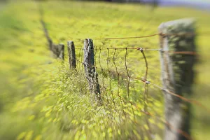 Hawaii, Big Island, Kohala Mountains, Parker Ranch, Field Of Yellow Wildflowers With Hawaii, Big Island, Kohala Mountains, Parker Ranch, Field Of Yellow Wildflowers With