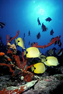 Hawaii, Butterflyfish, Coral, False Moorish Idols, Backlit Fish By Sunburst A83E Hawaii, Butterflyfish, Coral, False Moorish Idols, Backlit Fish By Sunburst A83E