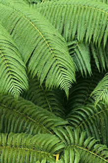 Hawaii, Close-Up Detail Of Hapuu Ferns On Plant, Environment A24D Hawaii, Close-Up Detail Of Hapuu Ferns On Plant, Environment A24D