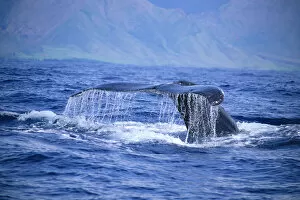 Images Dated 20th January 1997: Hawaii, Close-Up Of Humpback Whale, Fluke (Megaptera Novaeangliae) A94H