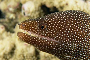 Hawaii, Very Close-Up Image Of The Side Of A Whitemouth Moral Eels Mouth (Gymnothorax Hawaii, Very Close-Up Image Of The Side Of A Whitemouth Moral Eels Mouth (Gymnothorax