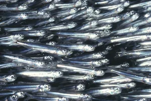 Hawaii, Close-Up Detail Of Schooling Anchovy, Side View (Stolephorus Species) Hawaii, Close-Up Detail Of Schooling Anchovy, Side View (Stolephorus Species)