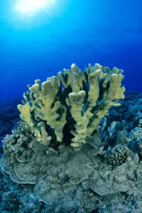 Hawaii, Close-Up Of Single Group Of Antler Coral Growing On Reef, Blue Water (Pocillopora Hawaii, Close-Up Of Single Group Of Antler Coral Growing On Reef, Blue Water (Pocillopora