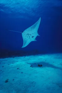 Hawaii, Common Manta Ray (Manta Alfredi) Swims Over Sand Bottom Hawaii, Common Manta Ray (Manta Alfredi) Swims Over Sand Bottom