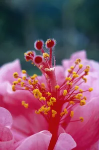 Hawaii, Extreme Close-Up Of Pistils And Stamens With Pollen, Hibiscus Hybrid Flower A23B Hawaii, Extreme Close-Up Of Pistils And Stamens With Pollen, Hibiscus Hybrid Flower A23B