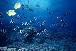 Hawaii, False Moorish Idols (Heniochus Diphreutes) And Butterflyfish Sunburst A84F Hawaii, False Moorish Idols (Heniochus Diphreutes) And Butterflyfish Sunburst A84F
