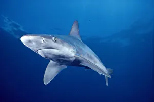 Hawaii, Lanai, Sandbar Shark Swims Into Camera Side Angle Clear Blue Ocean A79E Hawaii, Lanai, Sandbar Shark Swims Into Camera Side Angle Clear Blue Ocean A79E