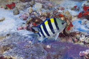 Hawaii, Male Indo-Pacific Sergeant Major (Abudefduf Vaigiensis) Guarding Purple Egg Mass Hawaii, Male Indo-Pacific Sergeant Major (Abudefduf Vaigiensis) Guarding Purple Egg Mass