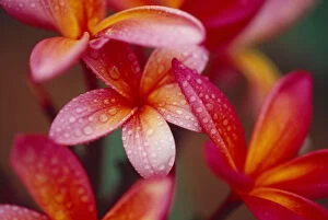 Images Dated 9th October 2001: Hawaii, Maui, Close-Up Of Dark Pink Yellow Plumeria Flowers On Plant, Wet Dewdrops