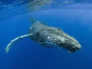 Hawaii, Maui, Close-Up Of Humpback Whale Near The Oceans Surface Hawaii, Maui, Close-Up Of Humpback Whale Near The Oceans Surface