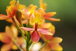 Hawaii, Maui, Close-Up Of Orange Epidendrum Orchid Cluster Hawaii, Maui, Close-Up Of Orange Epidendrum Orchid Cluster