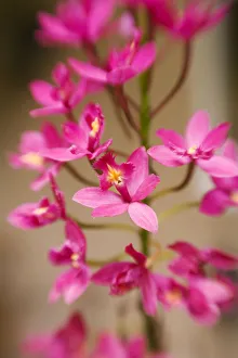 Hawaii, Maui, Close-Up Of Pink Epidendrum Orchids On Stem Hawaii, Maui, Close-Up Of Pink Epidendrum Orchids On Stem