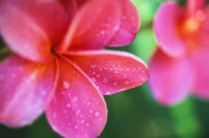 Hawaii, Maui, Close-Up Pink Plumeria Flowers Aka Frangipani, On Plant Outdoor, Water Hawaii, Maui, Close-Up Pink Plumeria Flowers Aka Frangipani, On Plant Outdoor, Water
