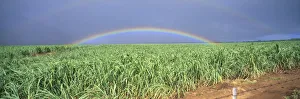 Hawaii, Maui, Double Rainbow Over Sugarcane Field, Full Length Panoramic A21D Hawaii, Maui, Double Rainbow Over Sugarcane Field, Full Length Panoramic A21D