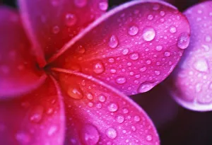 Hawaii, Maui, Extreme Close-Up Purple Pink Plumeria Blossom Water Droplets Aka Frangipani Hawaii, Maui, Extreme Close-Up Purple Pink Plumeria Blossom Water Droplets Aka Frangipani
