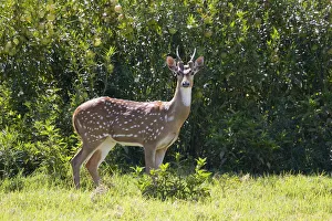 Hawaii, Maui, A Feral Axis Deer (Axis Axis) Standing In A Green Meadow Hawaii, Maui, A Feral Axis Deer (Axis Axis) Standing In A Green Meadow