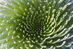 Images Dated 11th August 2004: Hawaii, Maui, Haleakala National Park, Close Up Of The Rosette Of A Silversword Or Ahinahina