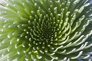Hawaii, Maui, Haleakala National Park, Close Up Of The Rosette Of A Silversword Or Ahinahina Hawaii, Maui, Haleakala National Park, Close Up Of The Rosette Of A Silversword Or Ahinahina