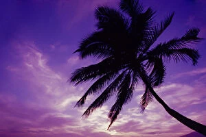 Images Dated 9th October 2001: Hawaii, Maui, Kihei, Kamaole Beach At Twilight With Purple Pink Sky, Palm Tree Silhouetted D1554
